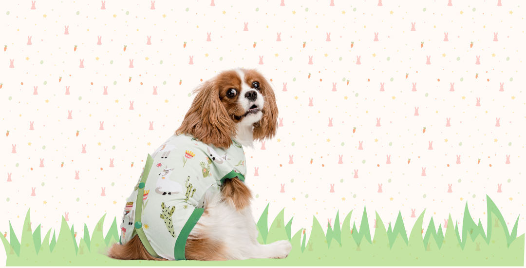 Csinieb-kutyaruha-es-felszereles-muteti ruha-végtagvédő