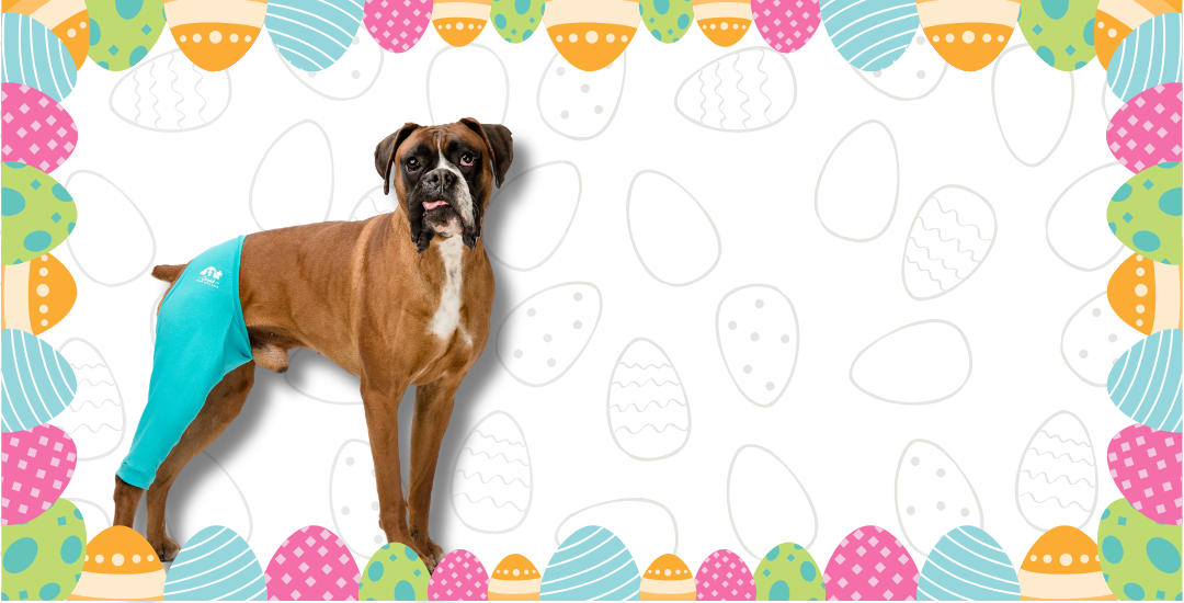 Csinieb-kutyaruha-es-felszereles-muteti ruha-végtagvédő