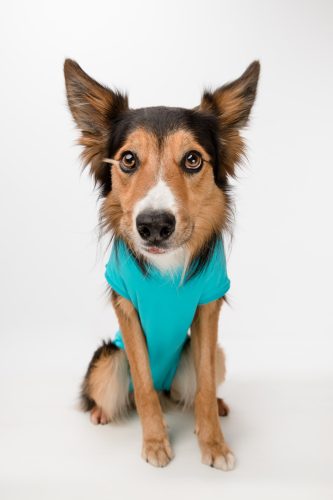 Műtét utáni ruha - Csinieb - ivartalanítás után - hasi műtét után - KAN fazon - kék vagy annak egyik árnyalata