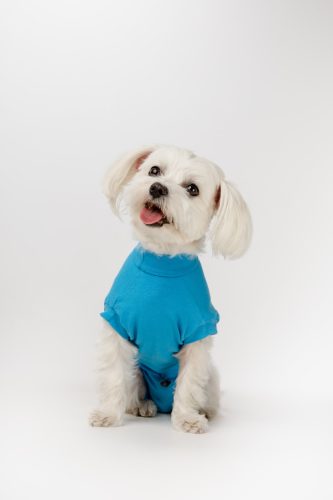 Műtét utáni ruha - Csinieb - kék - ivartalanítás után - hasi műtét után - KAN fazon