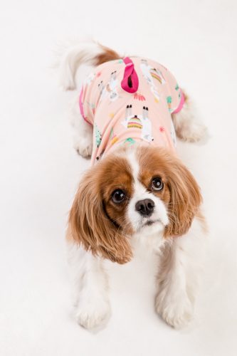 Műtét utáni ruha - szuka - mintás