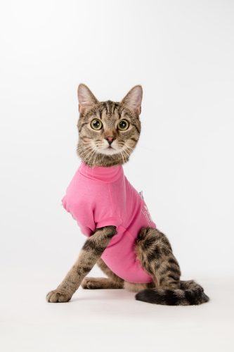 Műtét utáni ruha - szuka - macska - cica - 