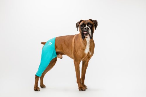 Végtagvédő ruha - jobb hátsó lábra - kutya - egyszínű - kék - mellső láb