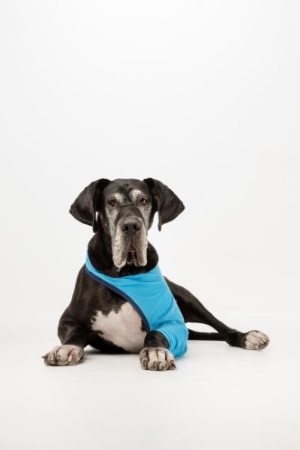 Végtagvédő ruha - bal mellső lábra - kutya - egyszínű - kék - mellső láb