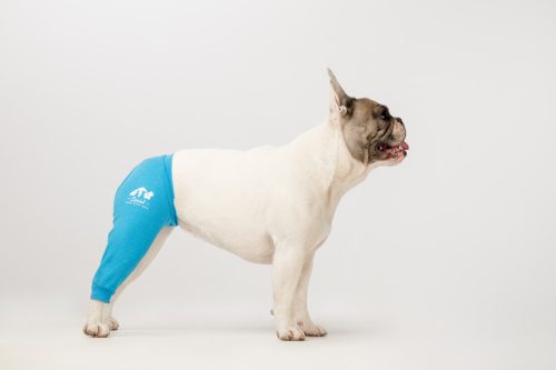 Végtagvédő ruha - jobb hátsó lábra - kutya - egyszínű - kék - mellső láb
