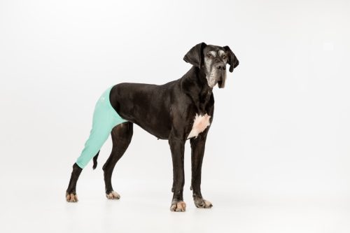 Végtagvédő ruha - jobb hátsó lábra - kutya - egyszínű - kék - mellső láb