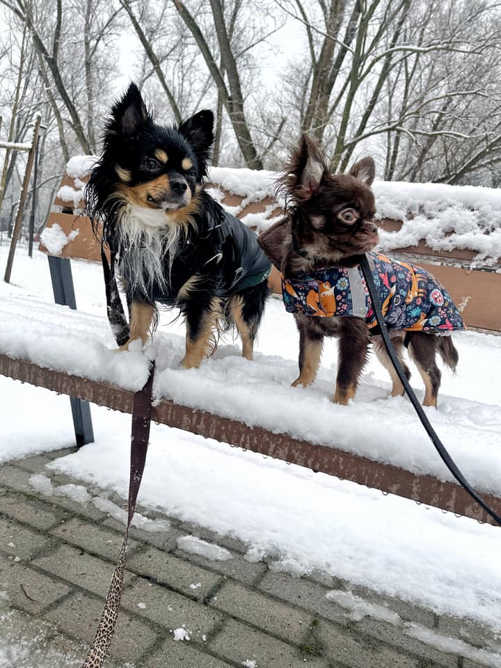 Rágásra fel! Fárasztó rágni és a fáradt kutya a boldog kutya,ugye te is tudod?!